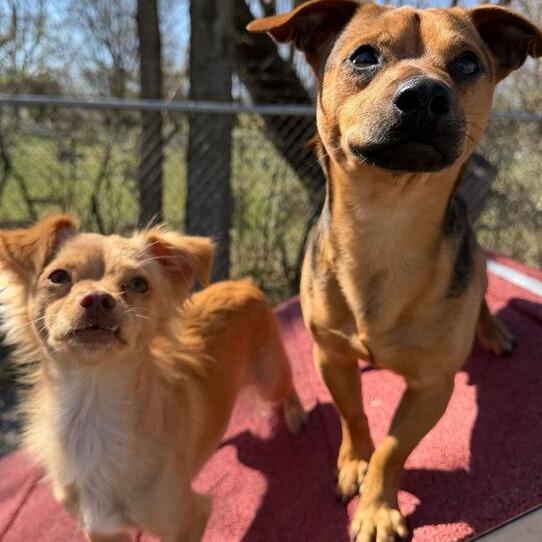 Enlarge Taco, a Adoptable Chihuahua in Dayton, OH image 4/4