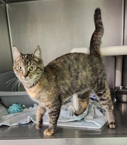 Enlarge Lizzy, a ADOPTABLE Torbie in Butte, MT image 1/1