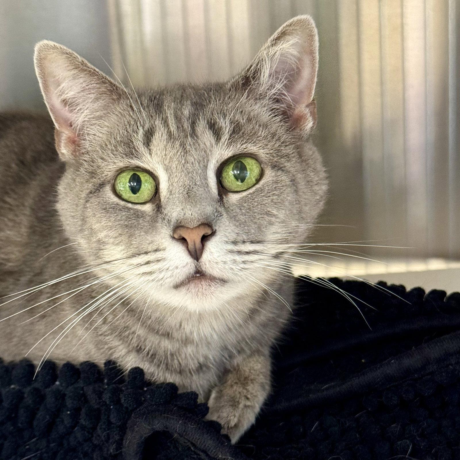 Chantilly, Adoptable, Adult Female Domestic Short Hair.