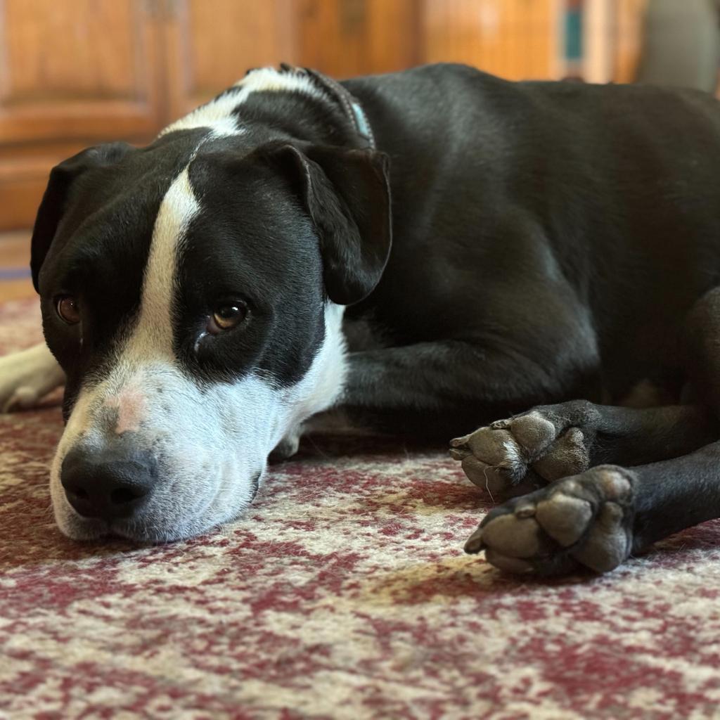 Harley, Adoptable, Senior Male American Staffordshire Terrier.
