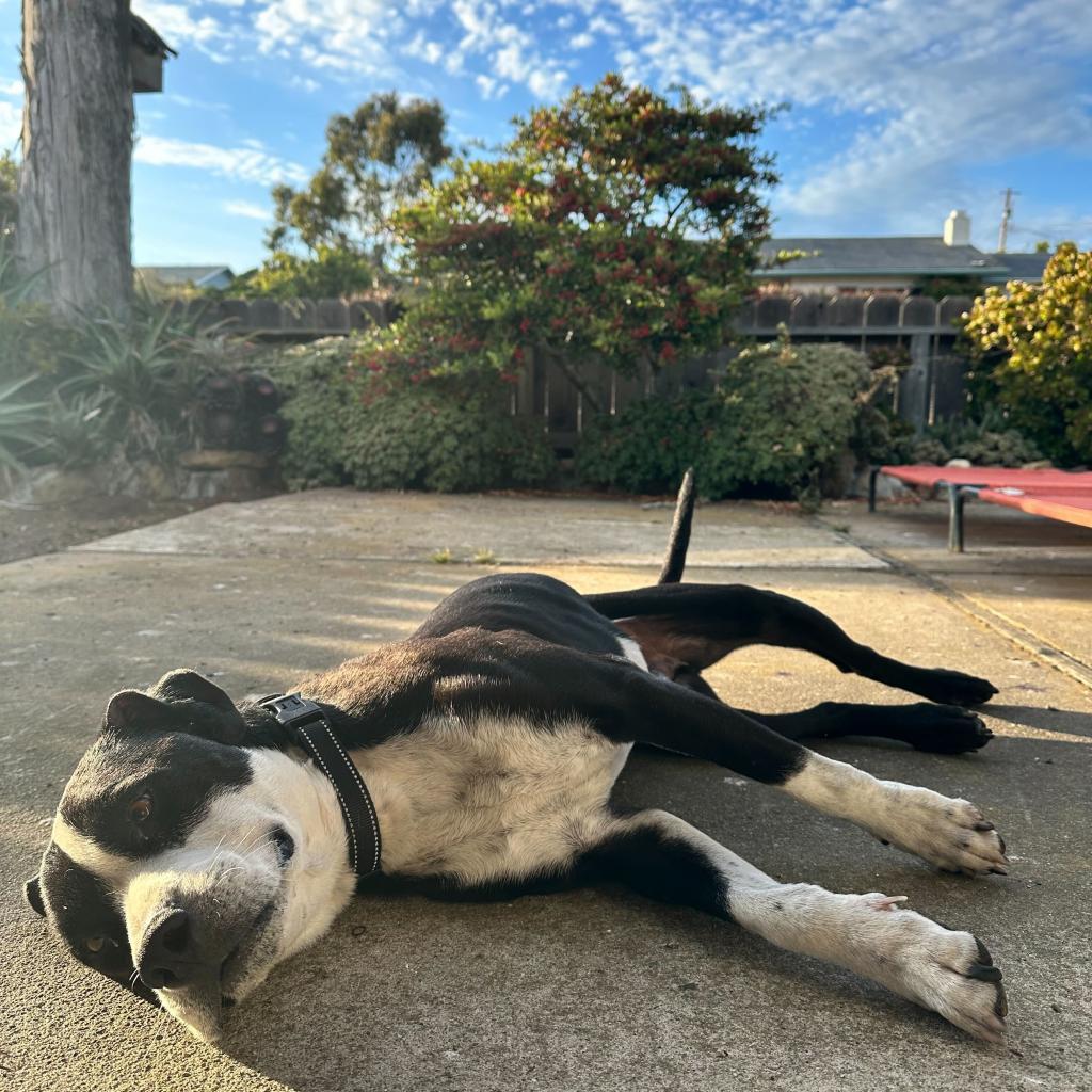 Harley, a Adoptable American Staffordshire Terrier in Turlock, CA image 2/6