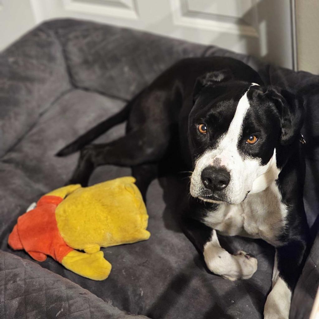 Harley, a Adoptable American Staffordshire Terrier in Turlock, CA image 3/6