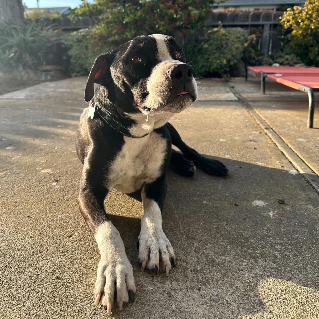 Harley, a Adoptable American Staffordshire Terrier in Turlock, CA image 5/6