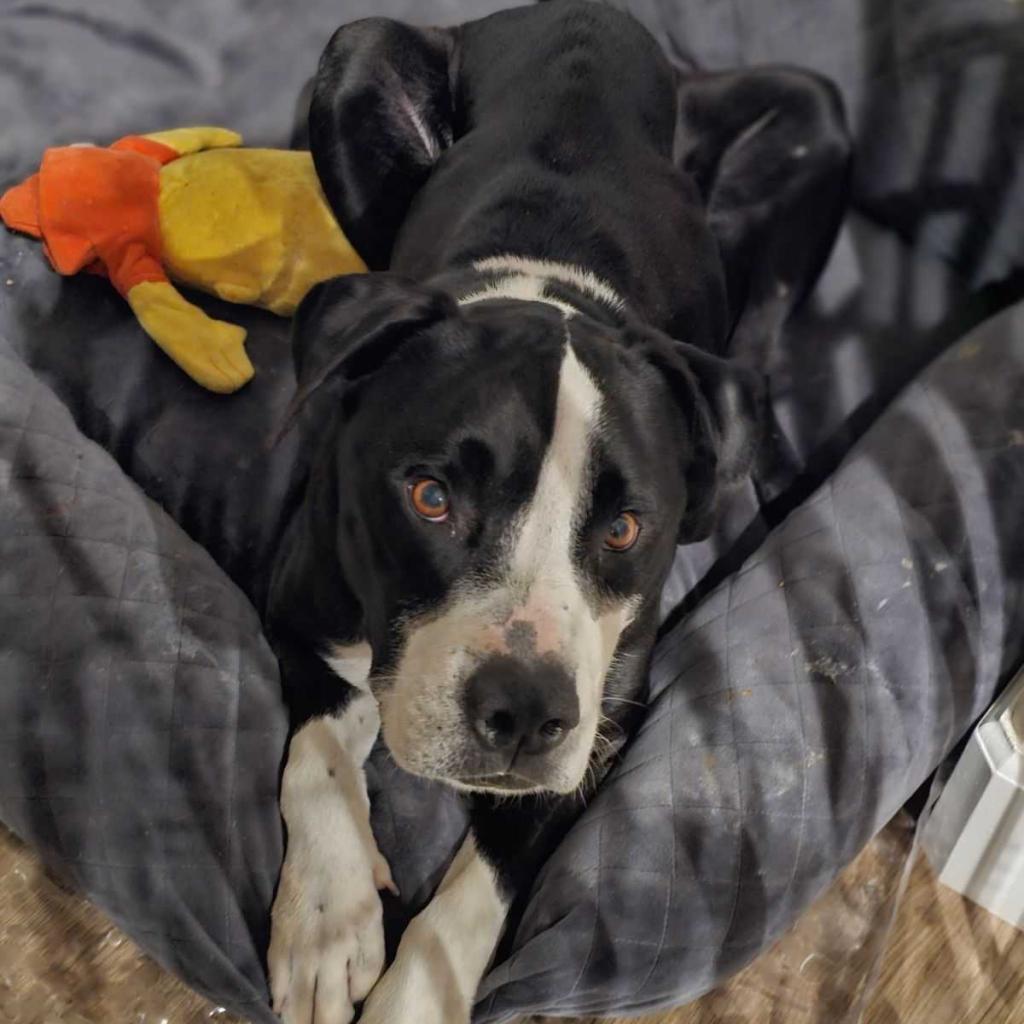 Harley, a Adoptable American Staffordshire Terrier in Turlock, CA image 6/6