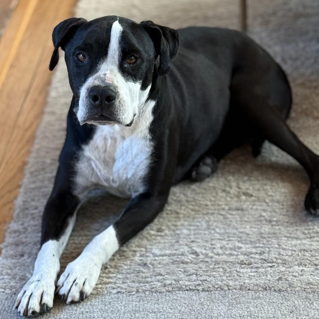 Enlarge Harley, a Adoptable American Staffordshire Terrier in Turlock, CA image 6/6