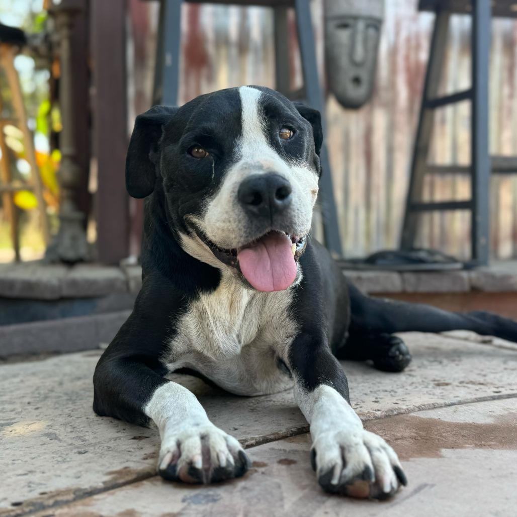 Enlarge Harley, a Adoptable American Staffordshire Terrier in Turlock, CA image 6/6