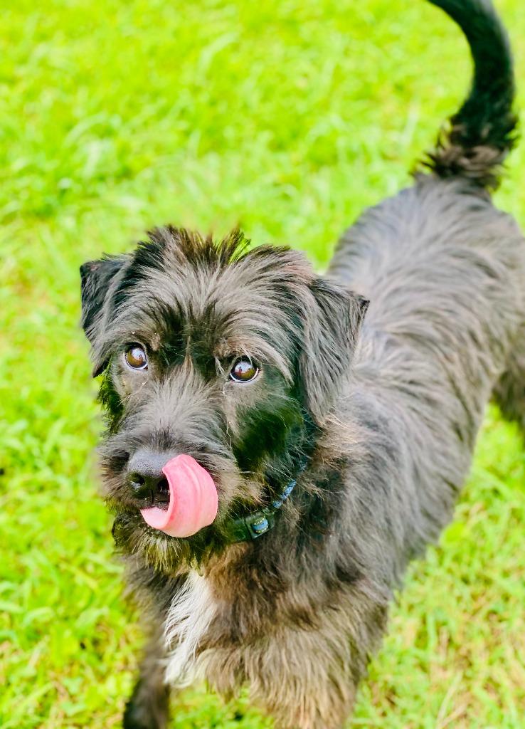 Rosie, Adoptable, Adult Female Mixed Breed.