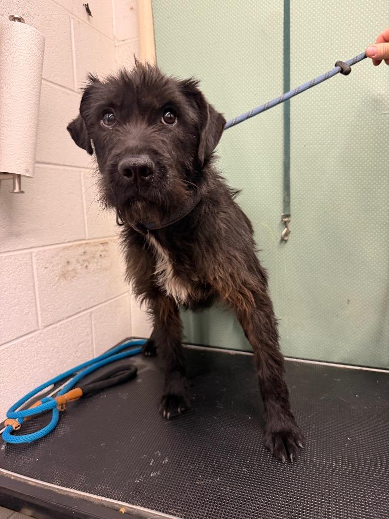 Rosie - Available, Adoptable, Adult Female Mixed Breed.