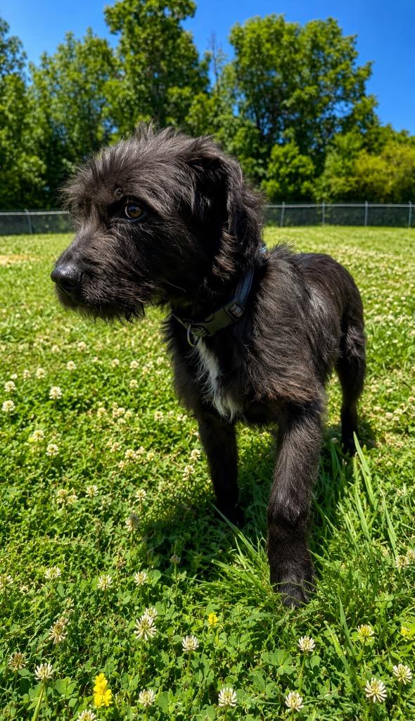 Enlarge Rosie - Available, a Adoptable mixed breed in Chickamauga , GA image 2/2