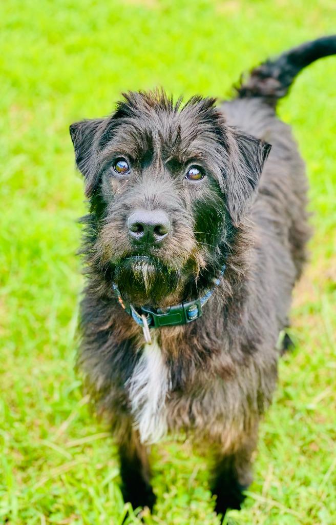 Rosie, a Adoptable mixed breed in Chickamauga , GA image 4/4