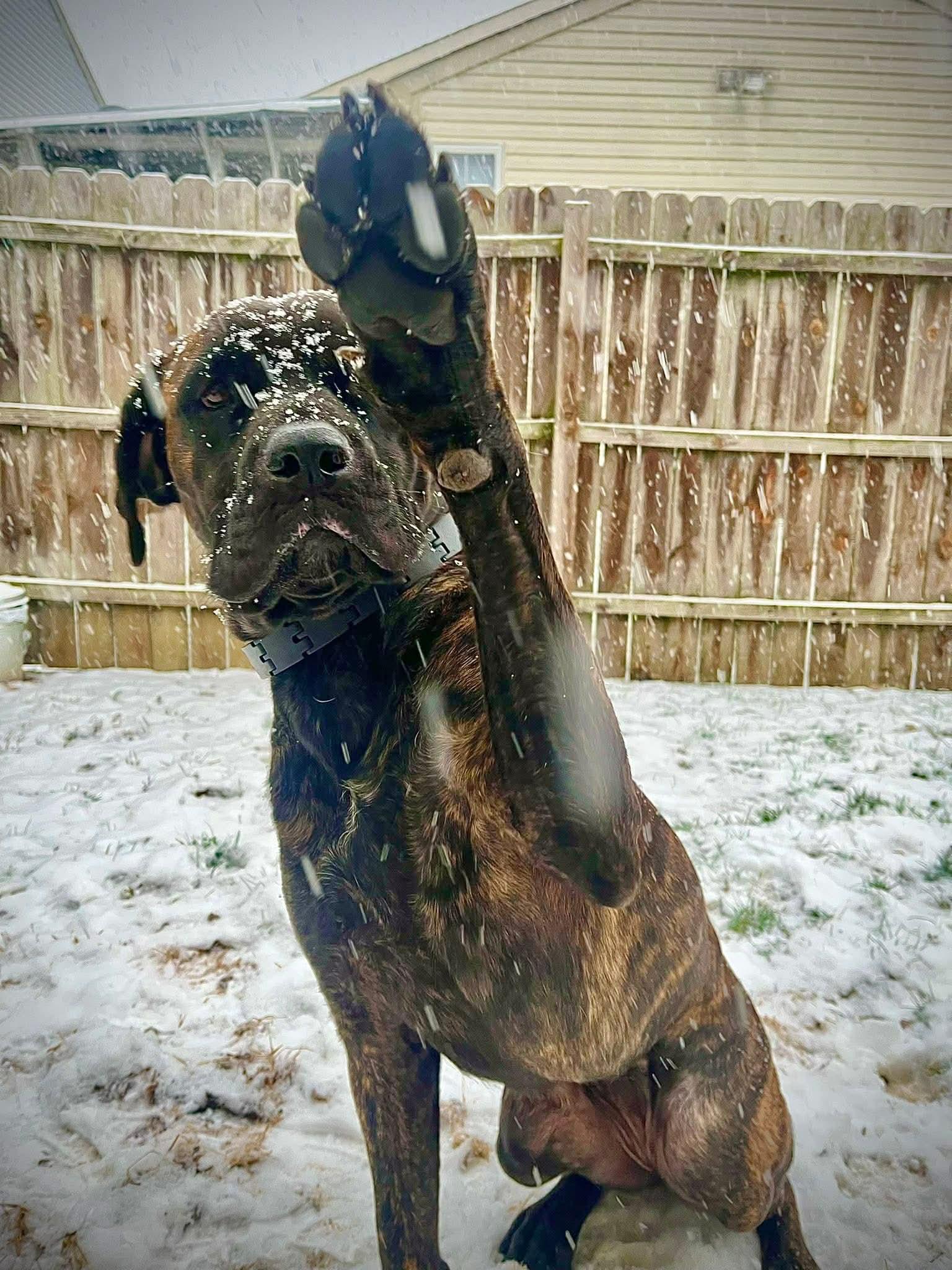Enlarge Petunia, a Adoptable Cane Corso in Indianapolis, IN image 3/6