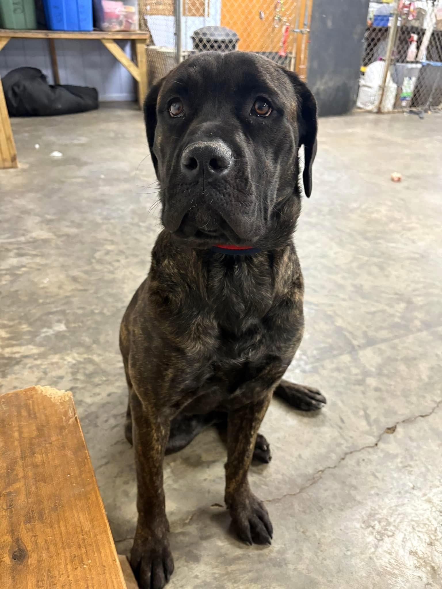 Petunia, a Adoptable Cane Corso in Indianapolis, IN image 2/5