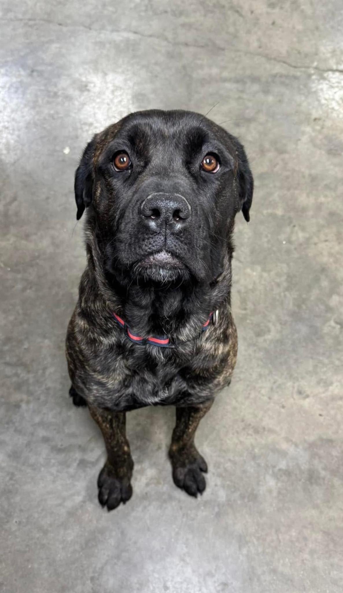 Petunia, a Adoptable Cane Corso in Indianapolis, IN image 4/5