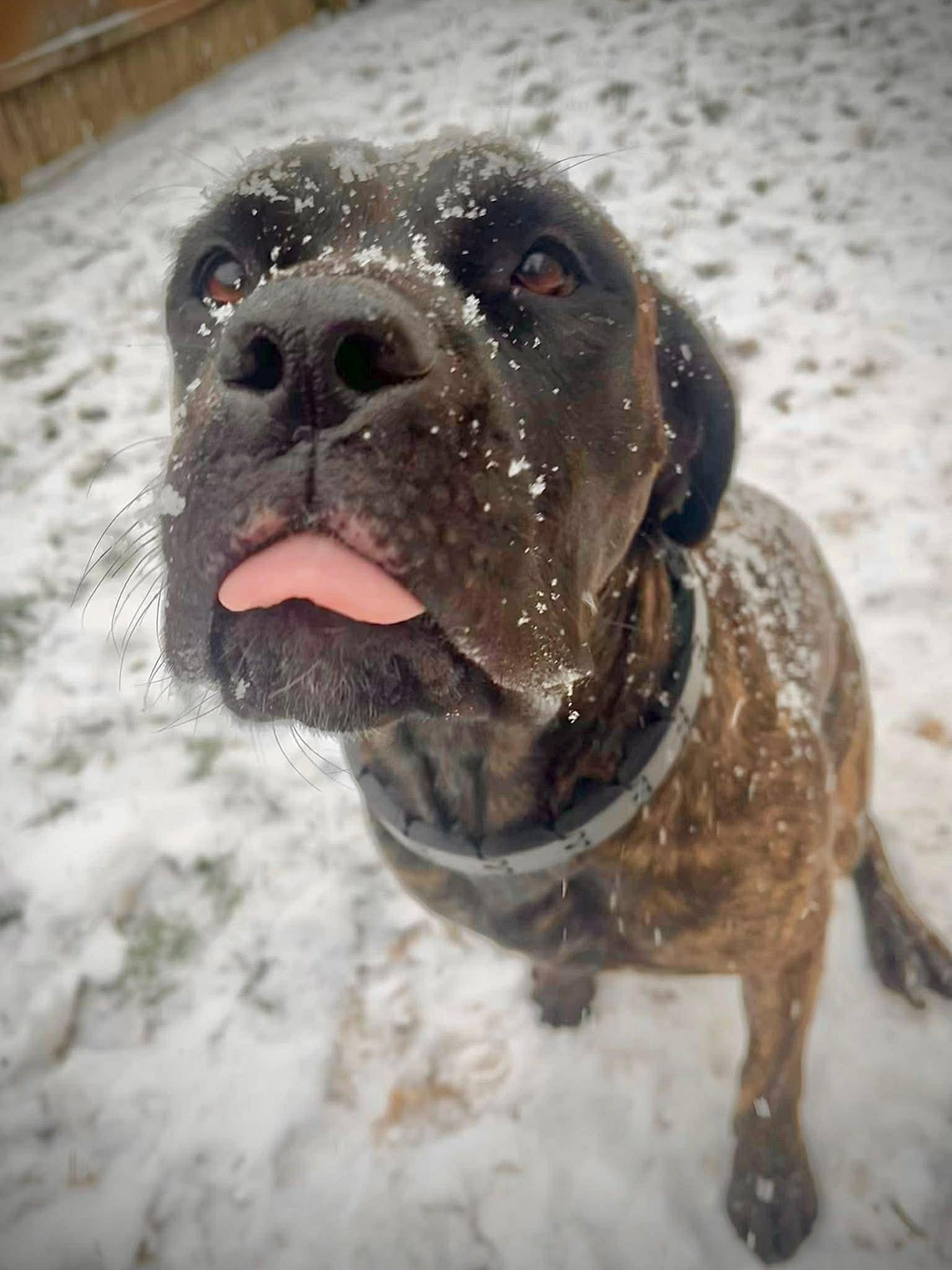 Enlarge Petunia, a Adoptable Cane Corso in Indianapolis, IN image 2/6