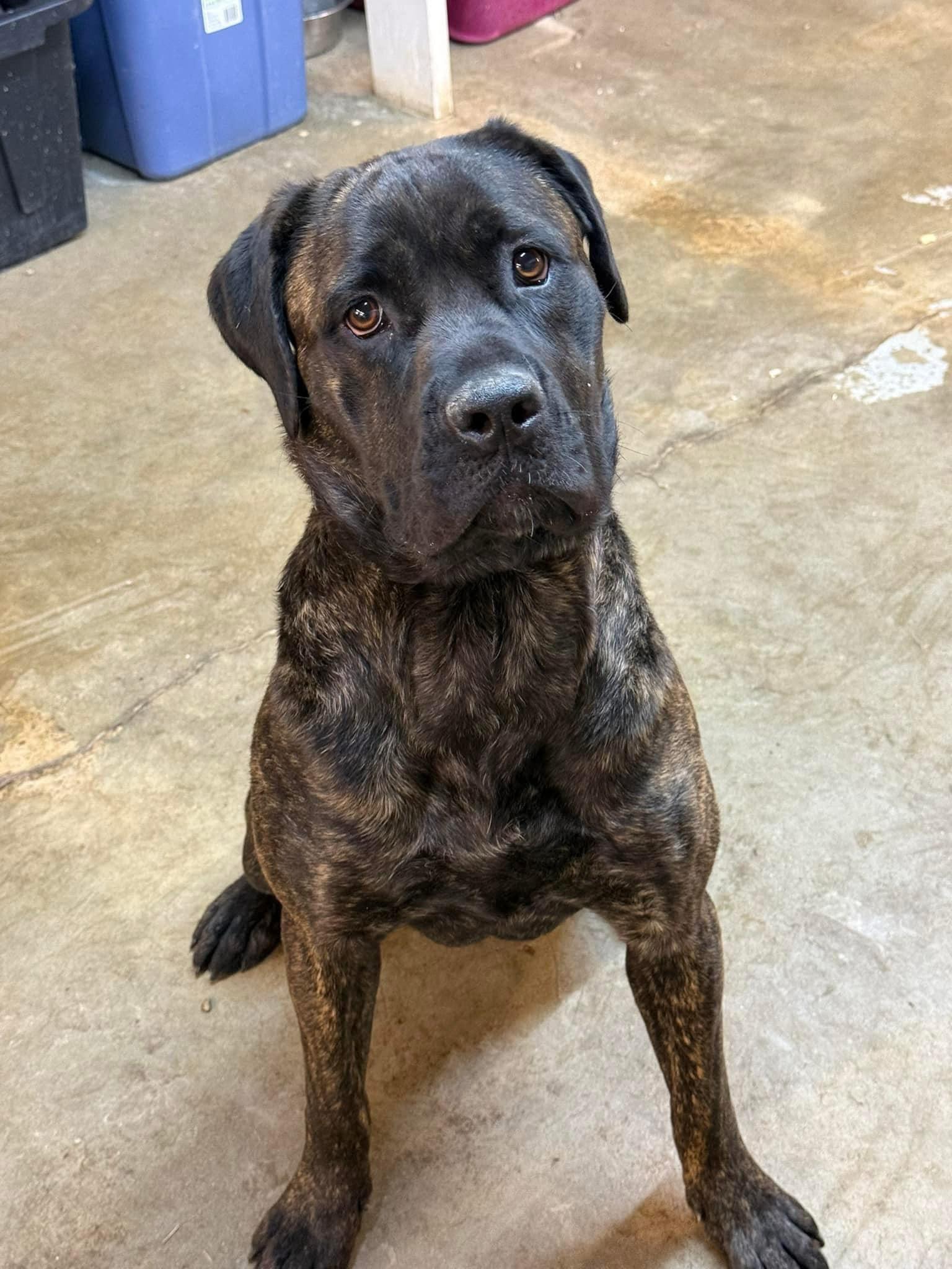 Petunia, a Adoptable Cane Corso in Indianapolis, IN image 1/5