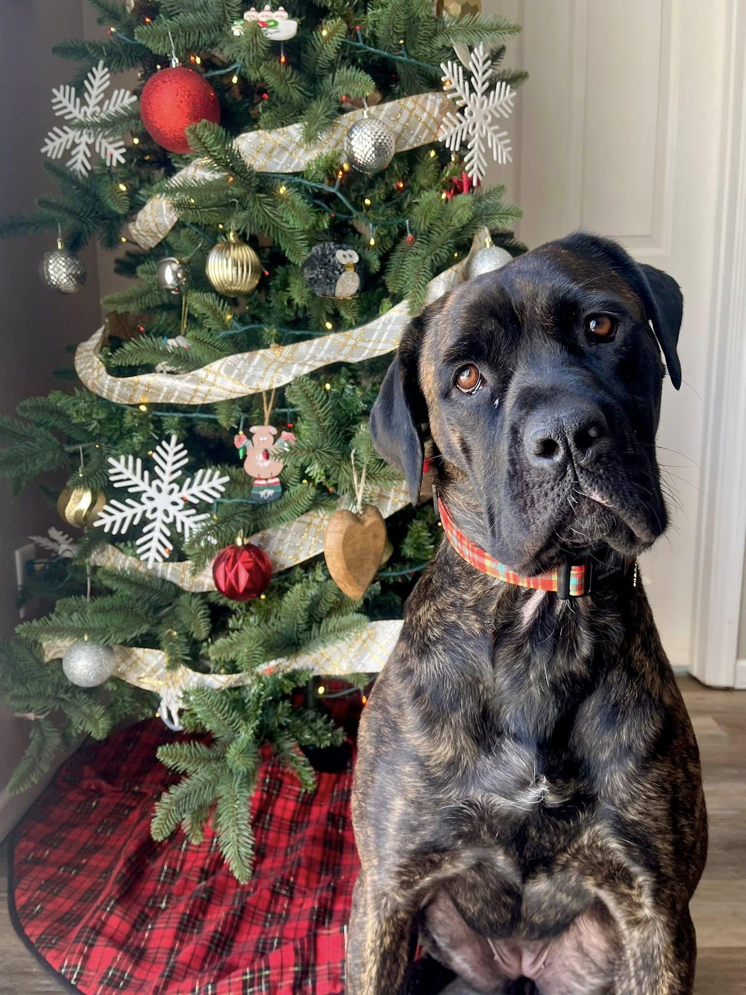 Enlarge Petunia, a Adoptable Cane Corso in Indianapolis, IN image 2/6