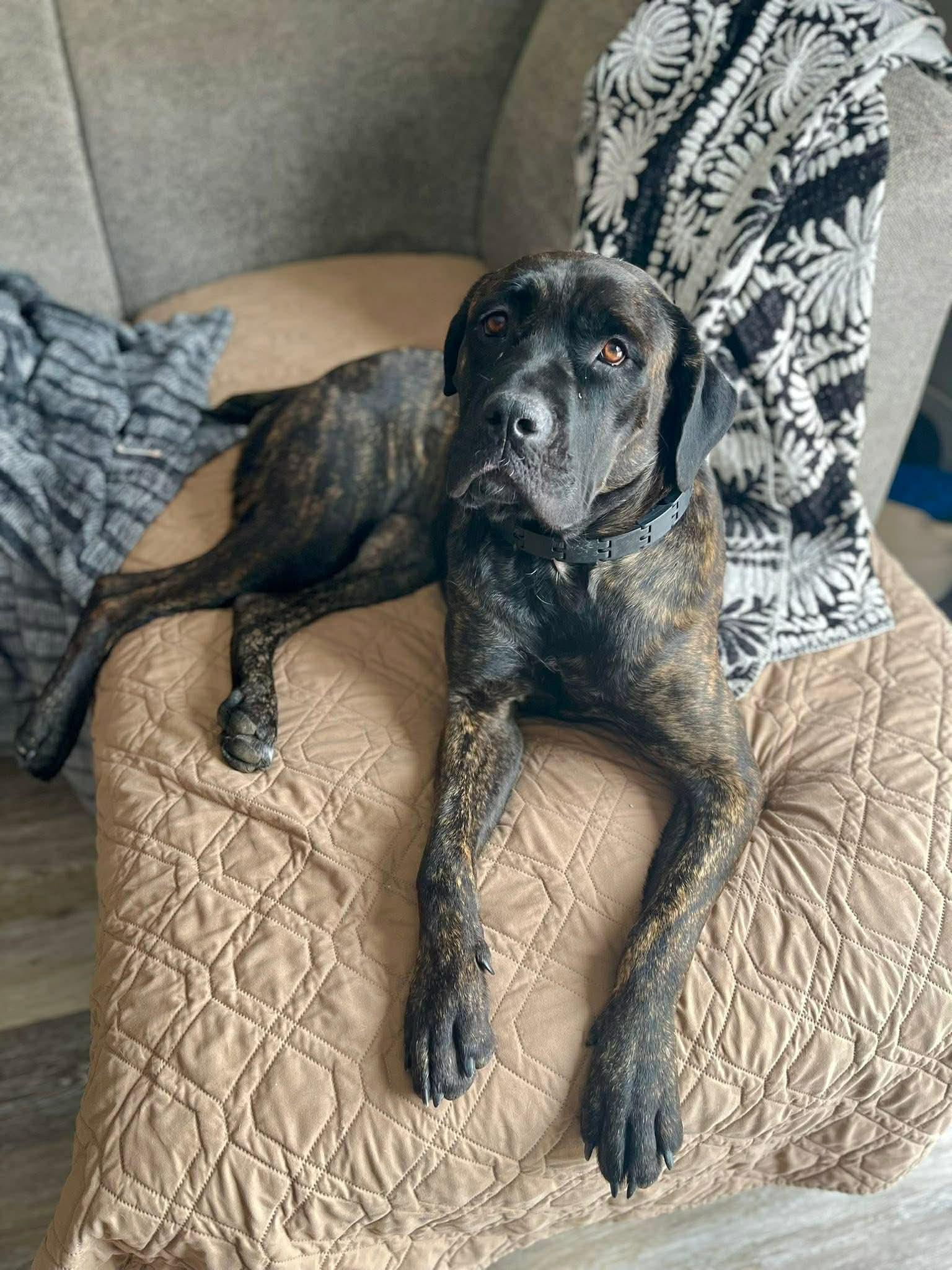 Enlarge Petunia, a Adoptable Cane Corso in Indianapolis, IN image 5/6