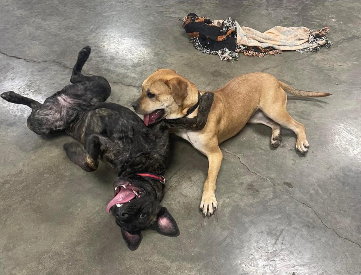 Petunia, a Adoptable Cane Corso in Indianapolis, IN image 5/5