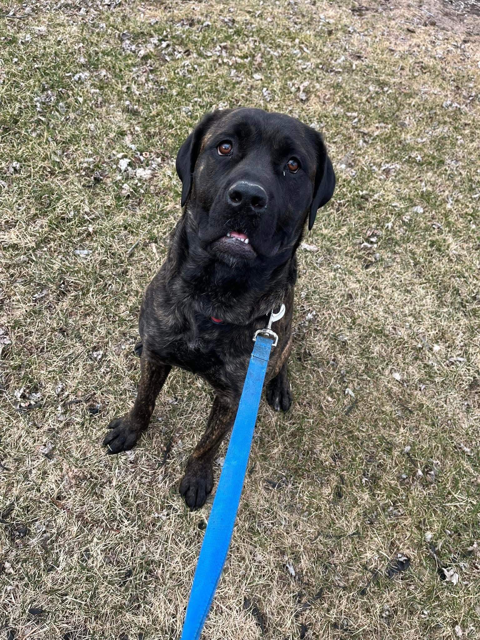 Petunia, a Adoptable Cane Corso in Indianapolis, IN image 3/5