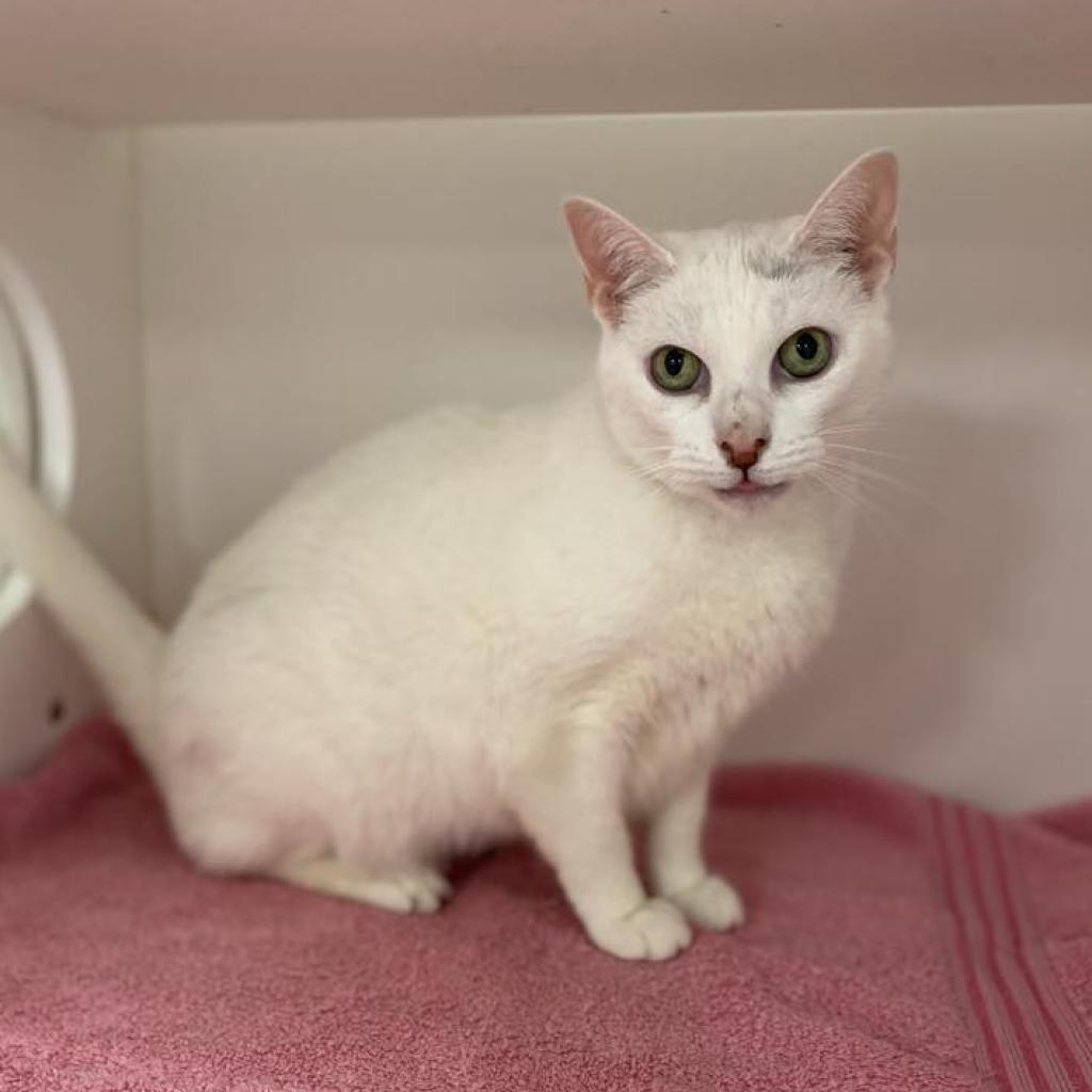 Bebe — thumbnail 2