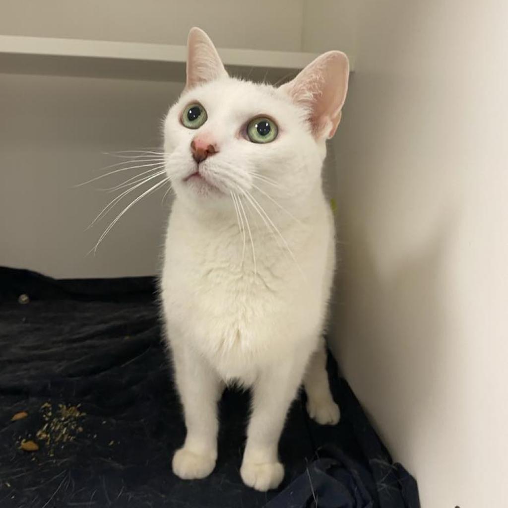 Bebe — thumbnail 4