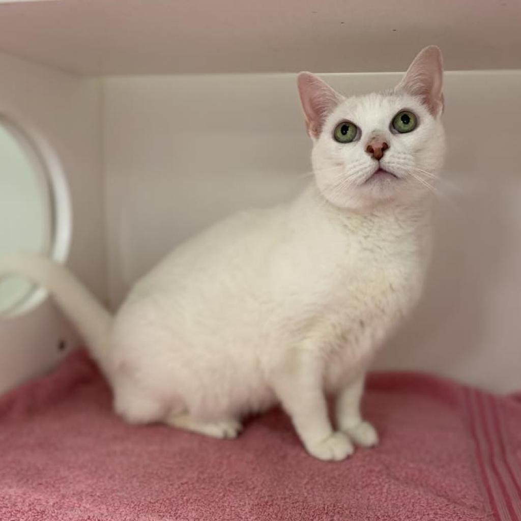 Bebe — thumbnail 5