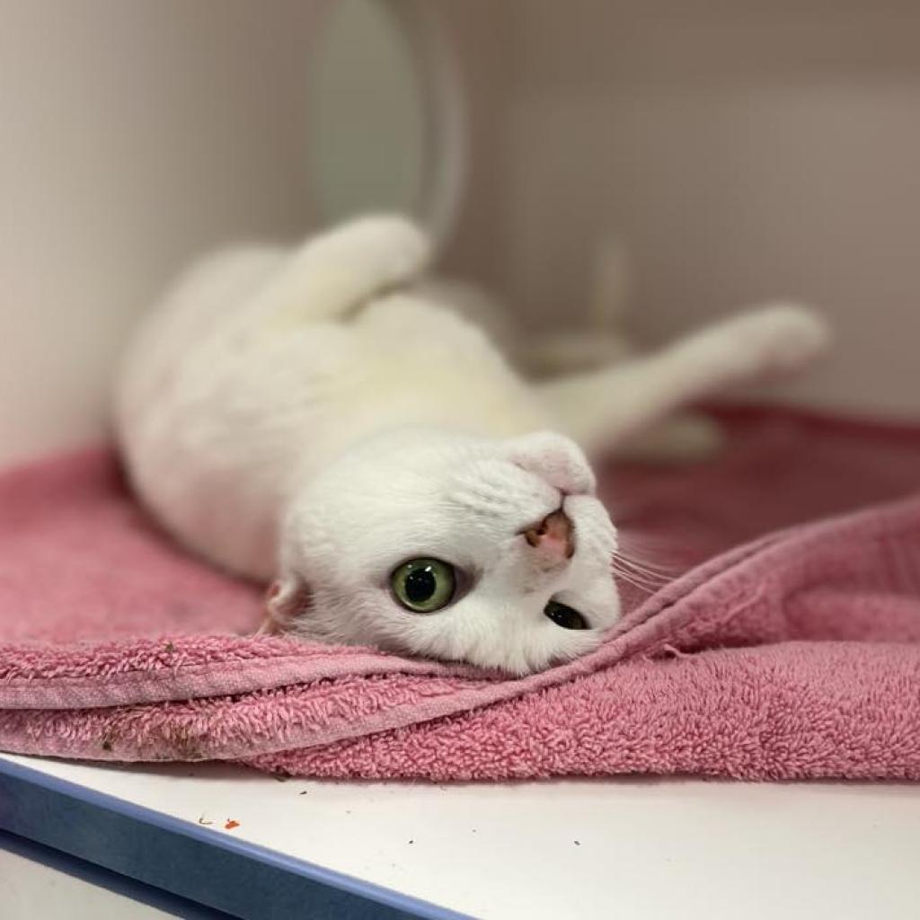 Bebe — thumbnail 6