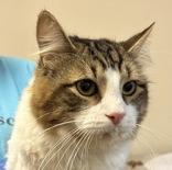 Enlarge Randy, a ADOPTABLE Domestic Long Hair in Ontario, NY image 3/3