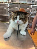 Enlarge Randy, a ADOPTABLE Domestic Long Hair in Ontario, NY image 2/3