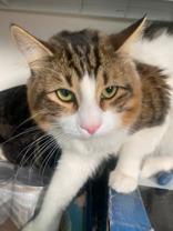 Randy, ADOPTABLE, Adult Male Domestic Long Hair.