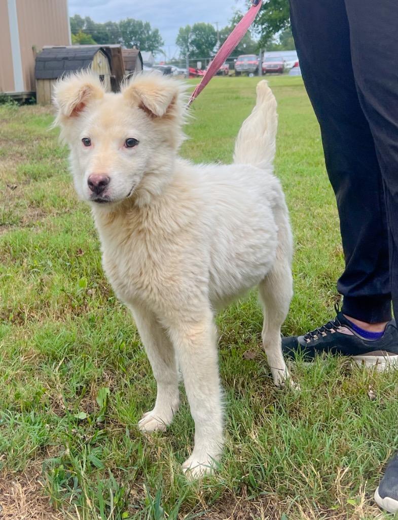 Enlarge Destiny, a Adopted Shepherd in Murray, KY image 1/2