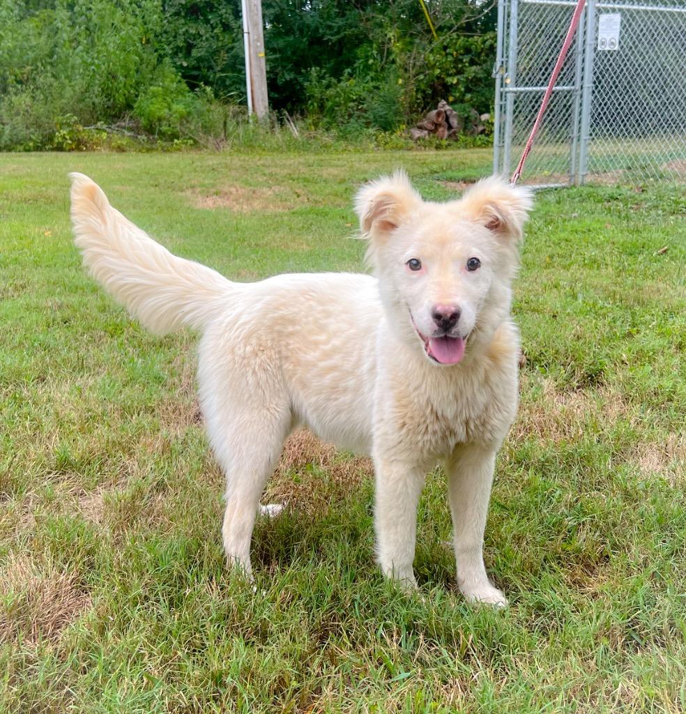 Enlarge Destiny, a Adopted Shepherd in Murray, KY image 2/2
