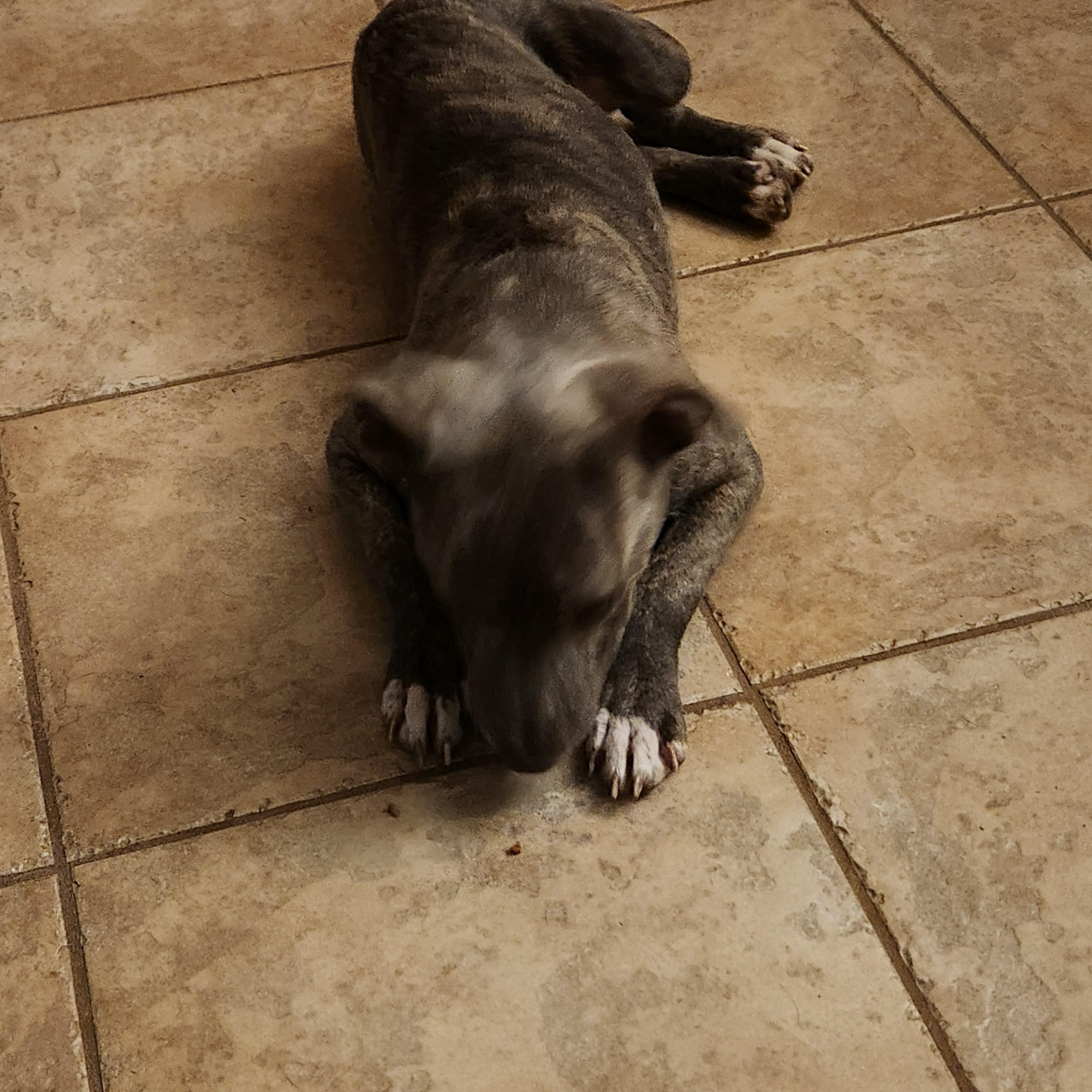 Enlarge Ziggy , a ADOPTABLE Terrier in Flintstone, GA image 3/4