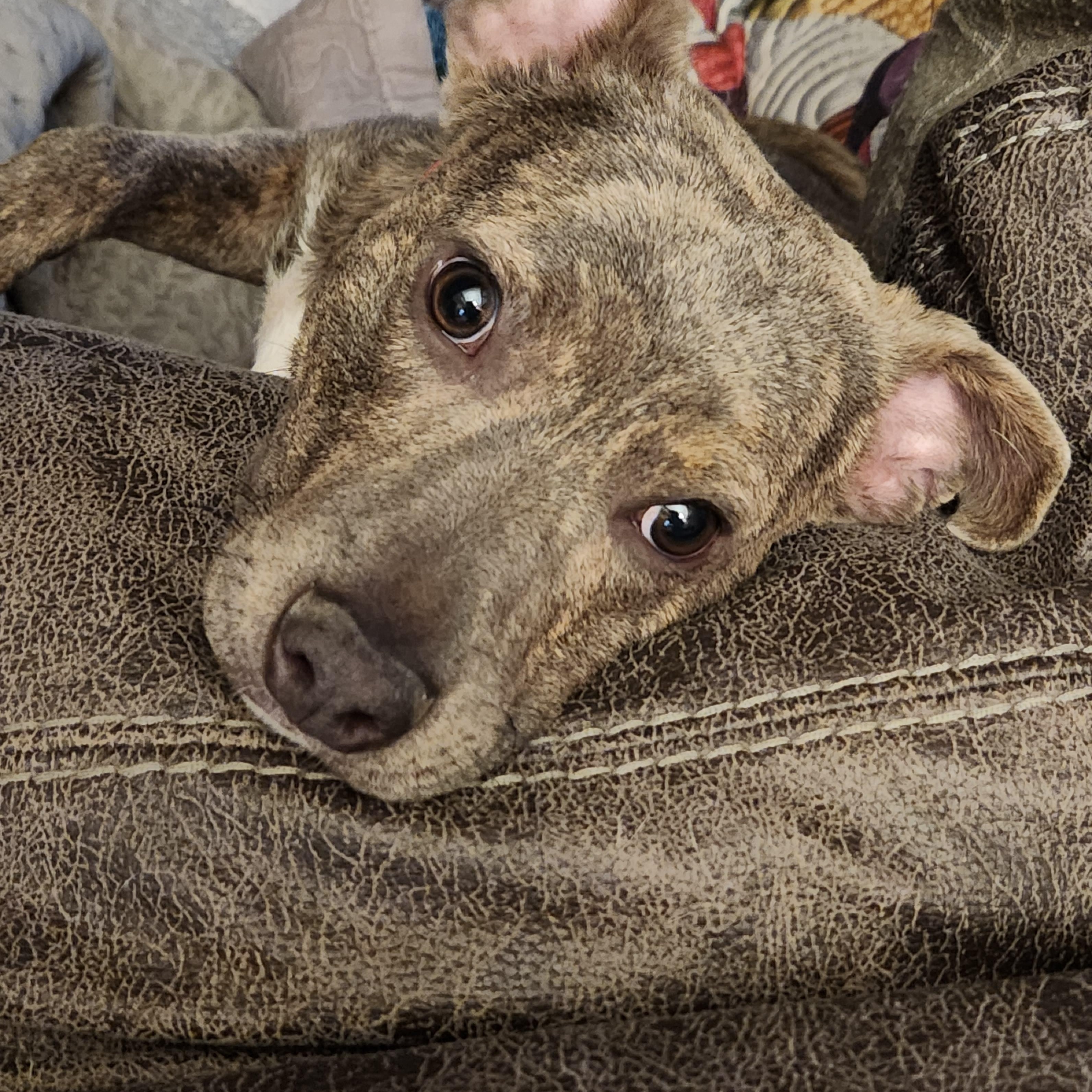 Enlarge Ziggy , a ADOPTABLE Terrier in Flintstone, GA image 4/4