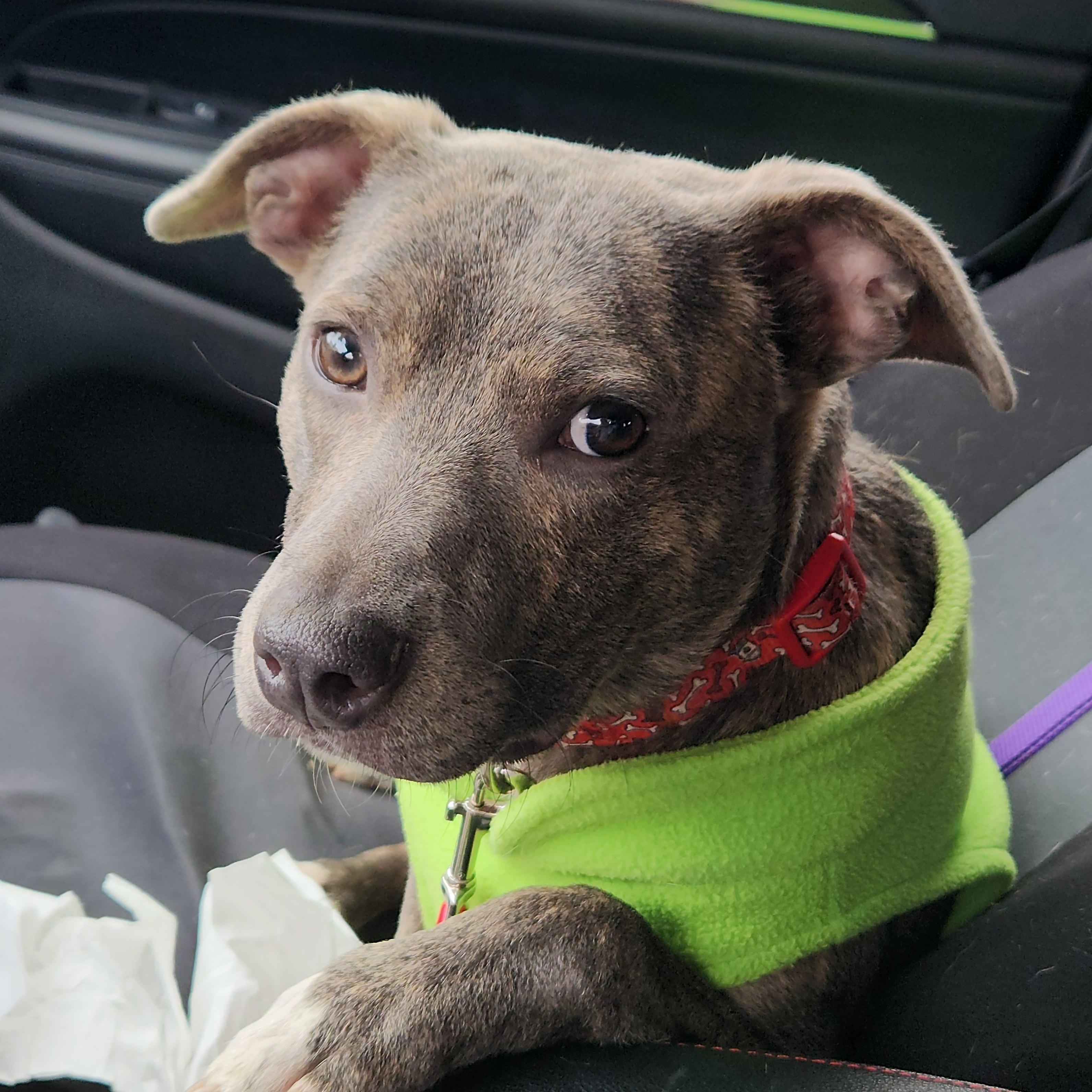 Enlarge Ziggy , a ADOPTABLE Terrier in Flintstone, GA image 2/4