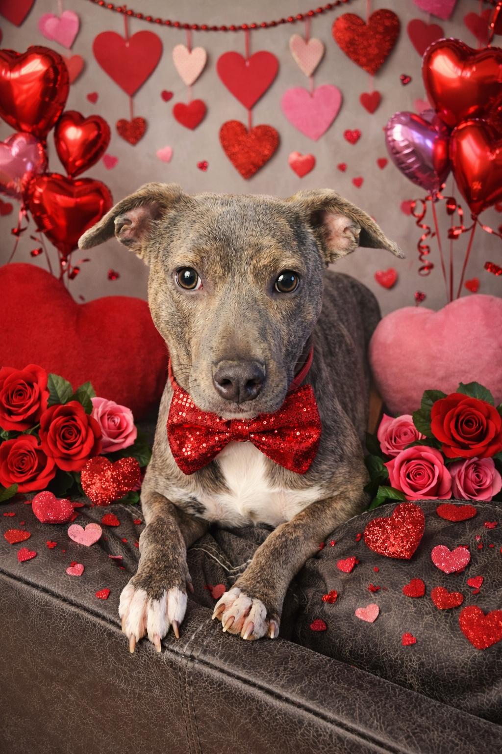 Enlarge Ziggy , a ADOPTABLE Terrier in Flintstone, GA image 1/4