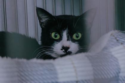 Enlarge Bibi, a Adoptable mixed breed in Elmira, NY image 1/2