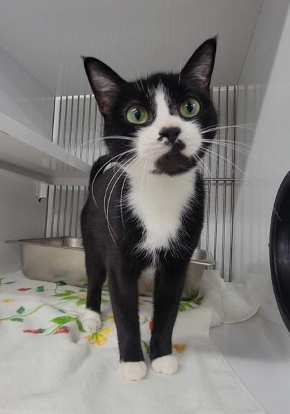 Enlarge Bibi, a Adoptable mixed breed in Elmira, NY image 2/2