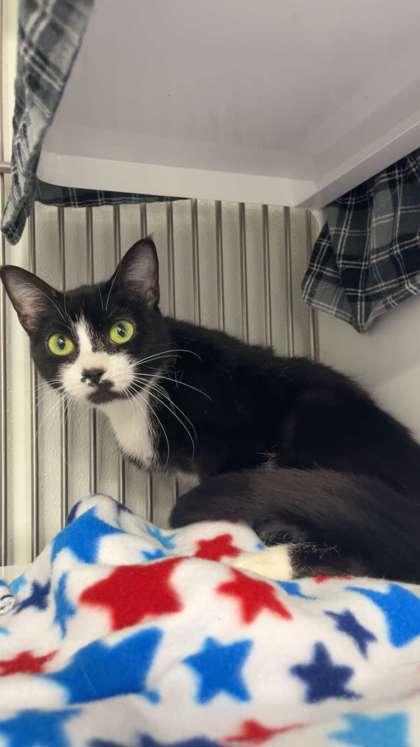 Bibi — thumbnail 2