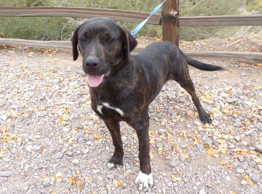 Enlarge Tobias, a Adoptable mixed breed in Golden Valley, AZ image 1/6