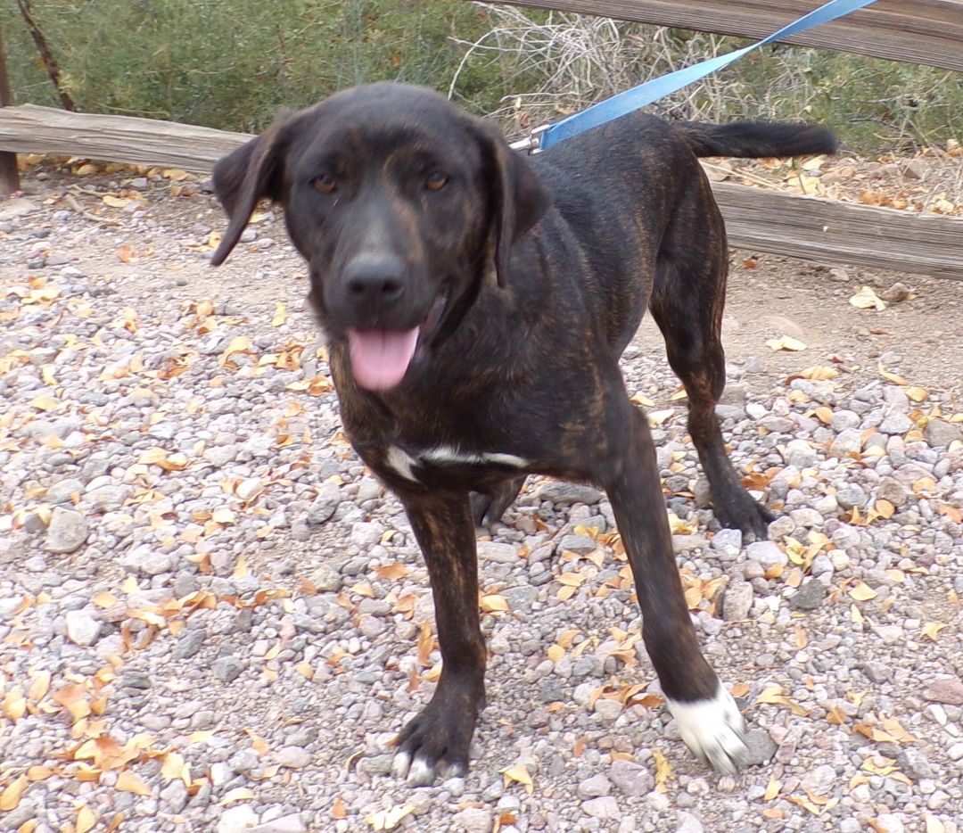 Enlarge Tobias, a Adoptable mixed breed in Golden Valley, AZ image 2/6