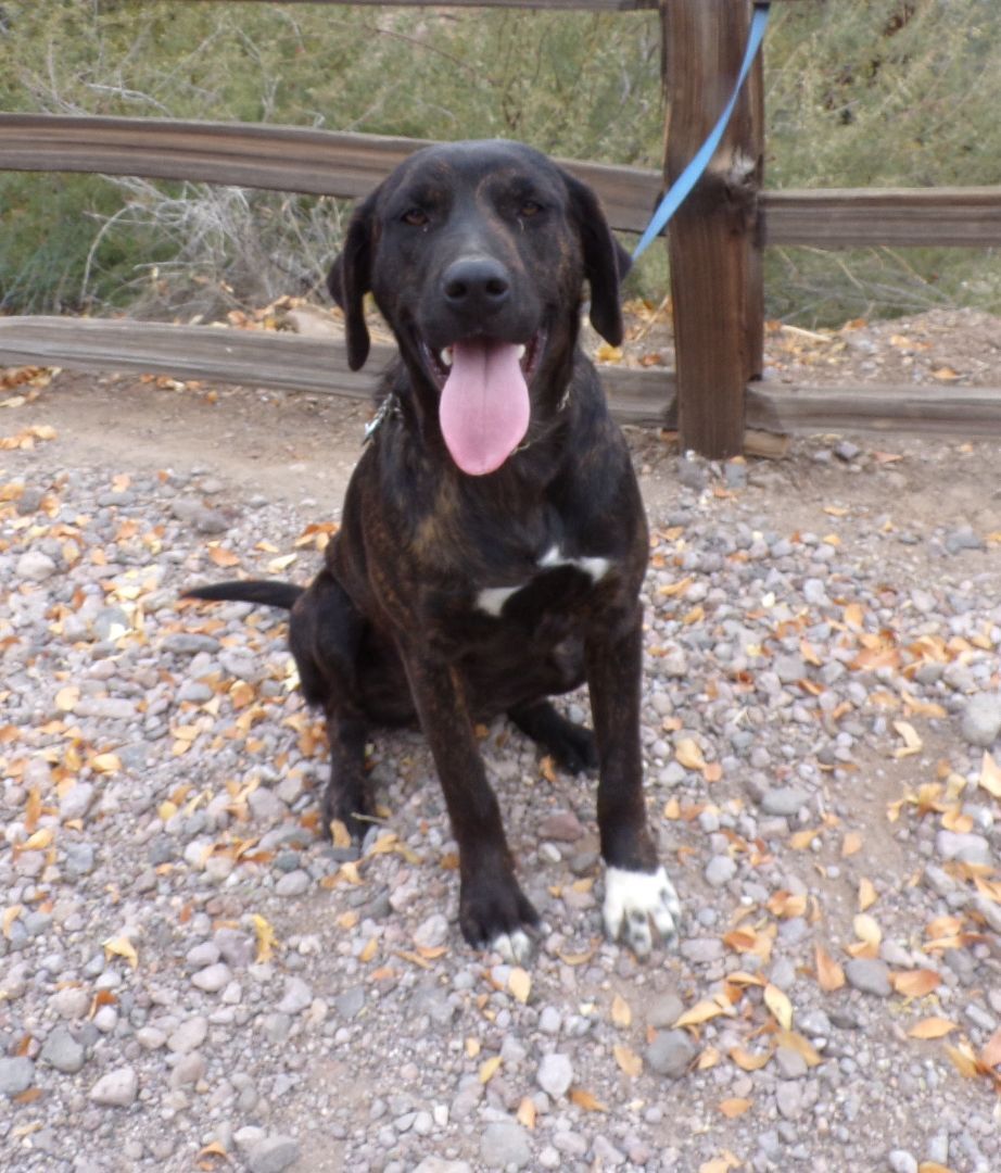 Enlarge Tobias, a Adoptable mixed breed in Golden Valley, AZ image 3/6