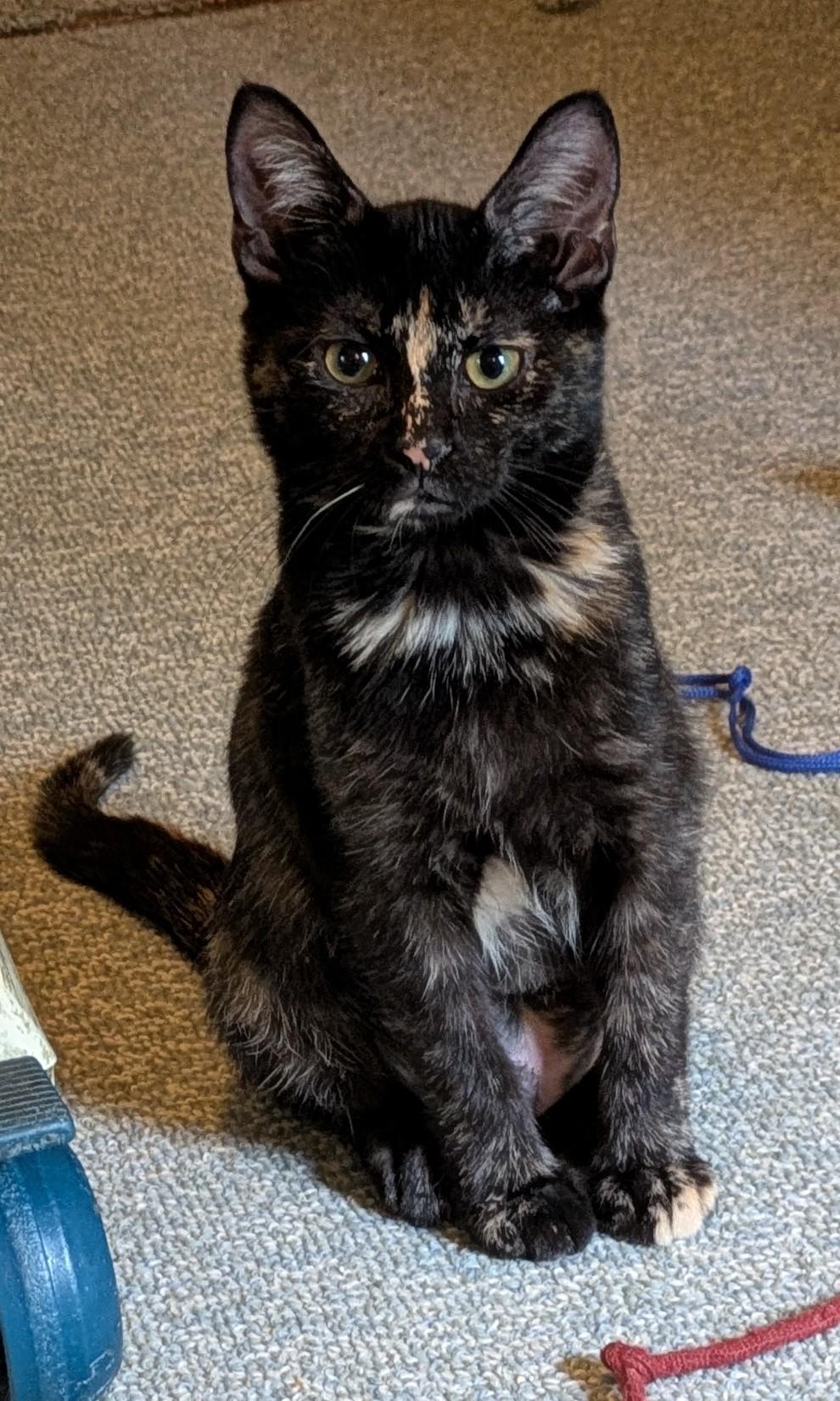 Enlarge Jasmine, a Adoptable Domestic Short Hair in Wadsworth, OH image 1/2