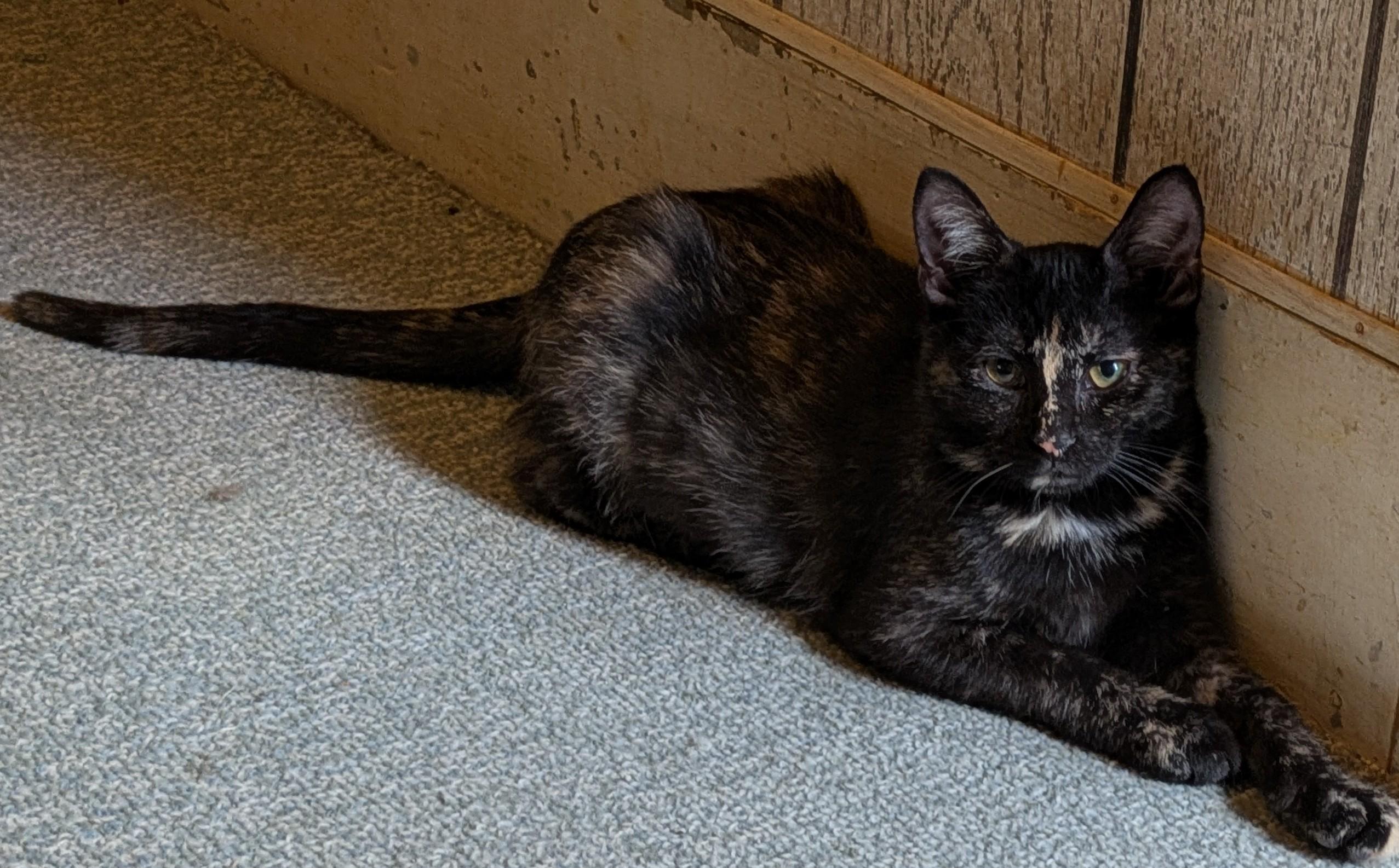 Enlarge Jasmine, a Adoptable Domestic Short Hair in Wadsworth, OH image 2/2