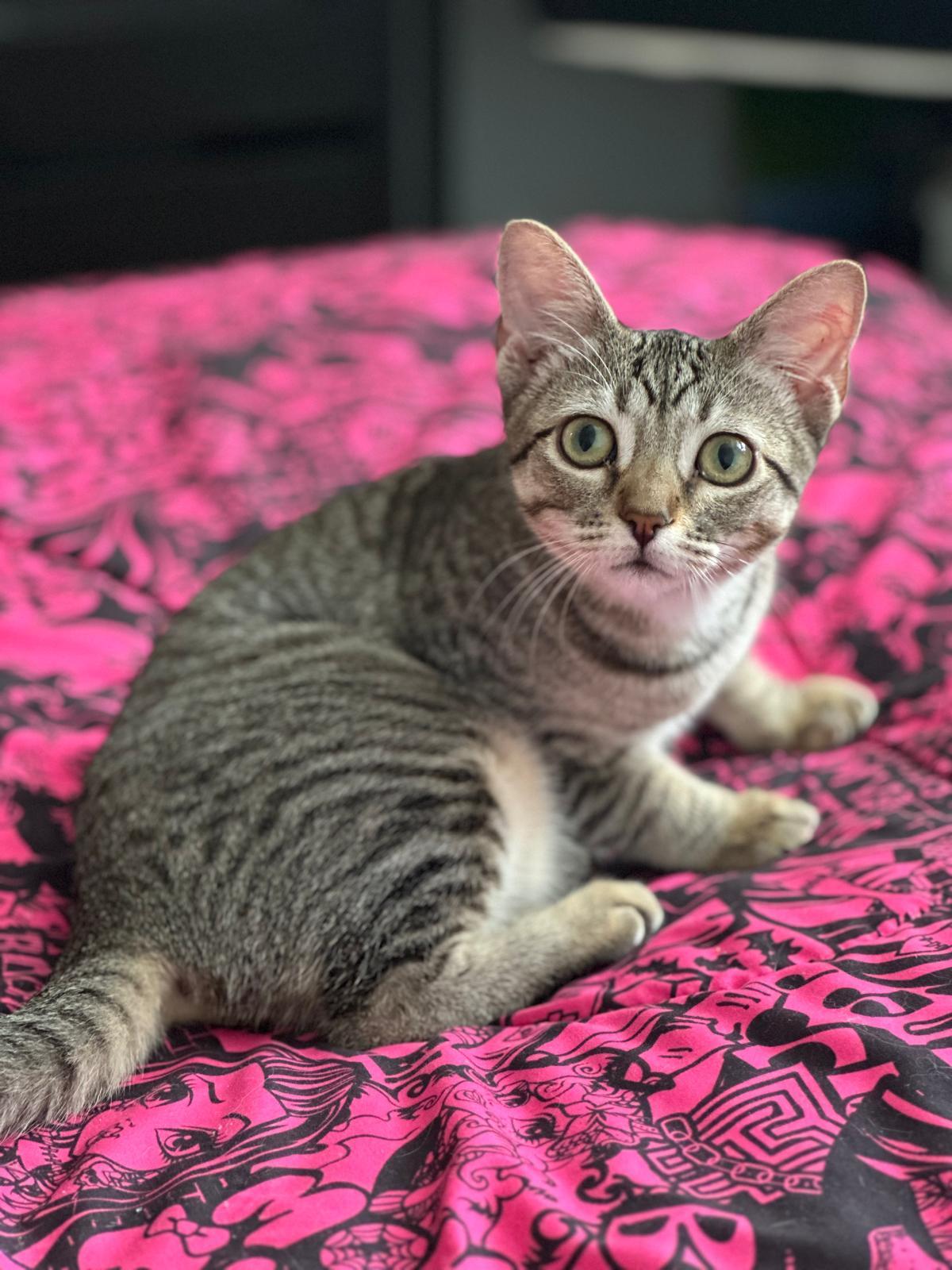 Harpsichord, Adoptable, Young Female Domestic Short Hair.