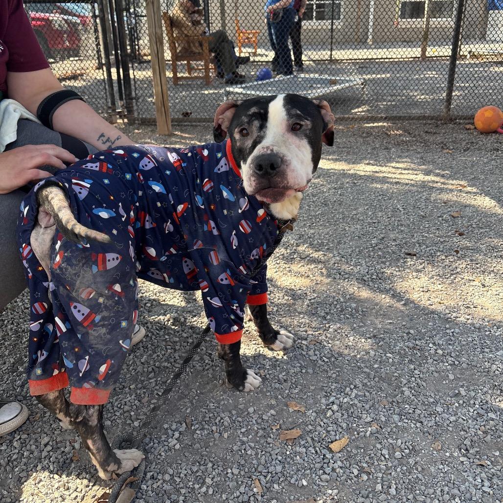 Cashew, Adoptable, Adult Male Pit Bull Terrier.
