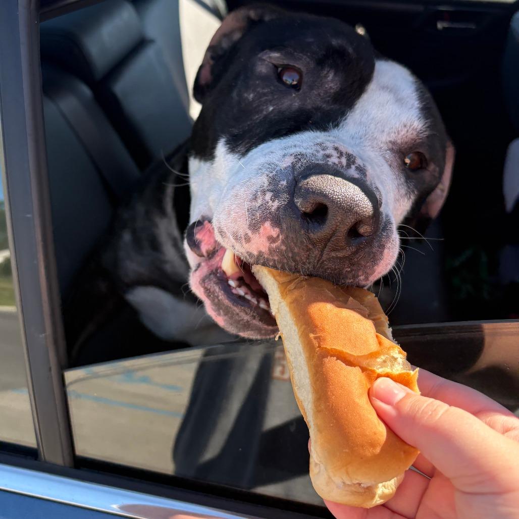 Enlarge Cashew, a Adoptable Pit Bull Terrier in York, PA image 4/6