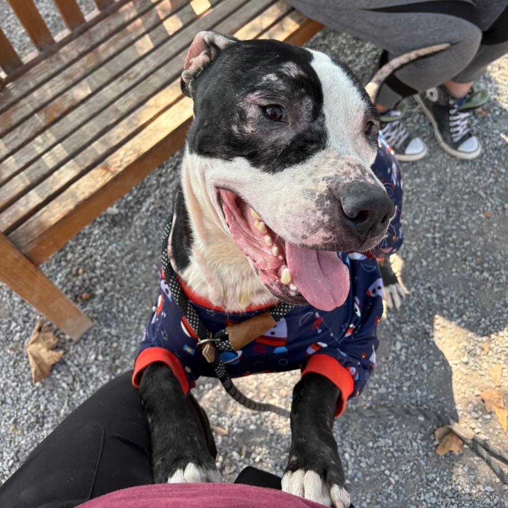 Enlarge Cashew, a Adoptable Pit Bull Terrier in York, PA image 5/6