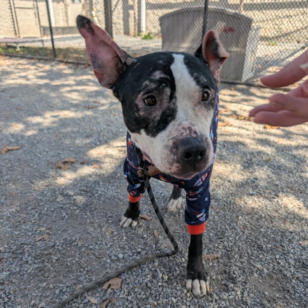 Enlarge Cashew, a Adoptable Pit Bull Terrier in York, PA image 6/6