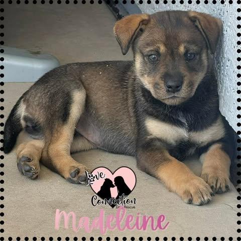 Enlarge Madeleine, an adopted mixed breed in Gilbert, AZ image 1/1